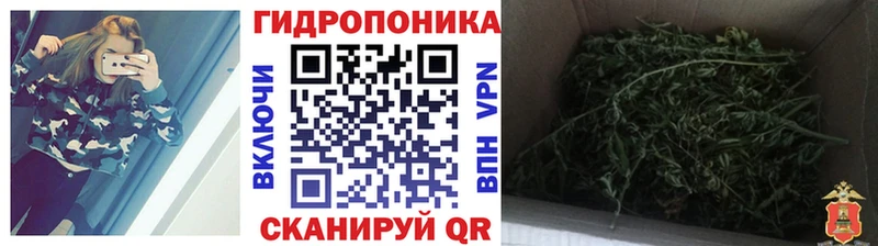 Канабис семена  Нолинск 